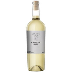 Canopus Blanco 2019 (Sauvignon Blanc)